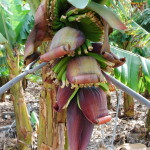 Květ banánovníku